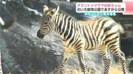 グラントシマウマの赤ちゃん14日から公開・愛称も募集 のいち動物公園