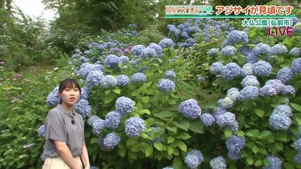 2500株の紫陽花（アジサイ）今が見頃！弘前・大仏公園へ なぜ『白』が