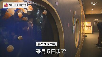 新種 ”アマノガワクラゲ” 世界初展示 