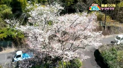 樹齢120年のヤマザクラ 鹿児島市【亀ちゃんのかごしま撮った