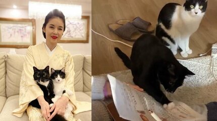 ねこ】藤あや子さん「色黒のチンピラ」に絡まれる 実は愛猫 “マル