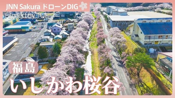 約2000本の桜並木「福島・いしかわ桜谷」【JNN sakuraドローンDIG 2026】|TBS NEWS DIG