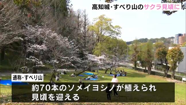 高知城の北側・高知公園内“すべり山”でサクラ見頃に　大勢の花見客でにぎわう　高知城三ノ丸のサクラは4～5分咲きに【高知】|TBS NEWS DIG