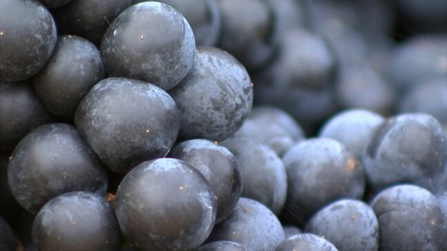 「今年のブドウは上質」香川大学開発のフドウを使った赤ワインの仕込みが始まる 6000本販売予定|TBS NEWS DIG