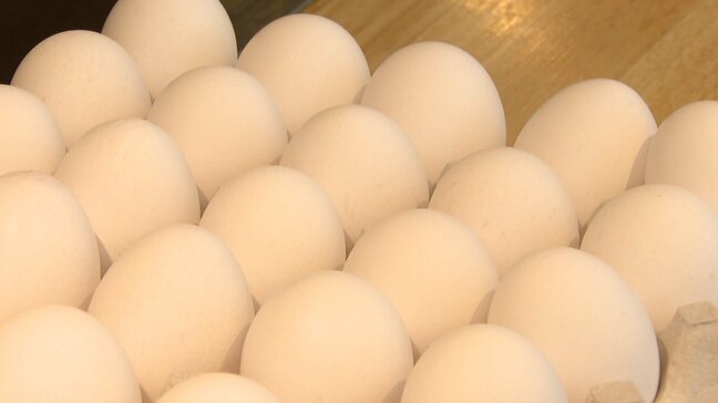 「このトレンド続けば350円も考えられる」どうなる卵の価格 鳥インフルエンザの流行で|TBS NEWS DIG