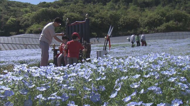 まるで“青のじゅうたん” 三重の志摩市観光農園で約30万株のネモフィラが見ごろに 楽しめるのは5月上旬まで|TBS NEWS DIG