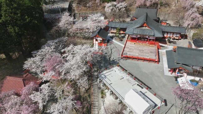 ソメイヨシノやシダレザクラが満開 境内を彩る 今後、御神木のウコンザクラも見頃に 甲府市・金櫻神社|TBS NEWS DIG