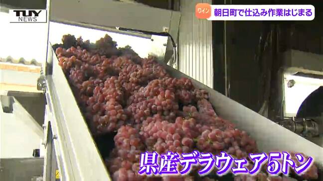 今年は高温少雨もワインの出来は期待! 朝日町でワインの仕込み作業始まる(山形)|TBS NEWS DIG