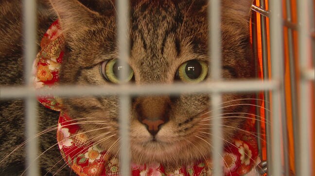 ペットの適切な飼育方法などを知ってもらうイベントが福岡市で開催　保護犬や保護猫の譲渡会も|TBS NEWS DIG
