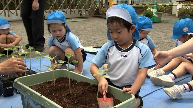 事故防止の思い伝える「ひまわりの絆プロジェクト」園児たちが育った苗を植え替え＝静岡・沼津市|TBS NEWS DIG