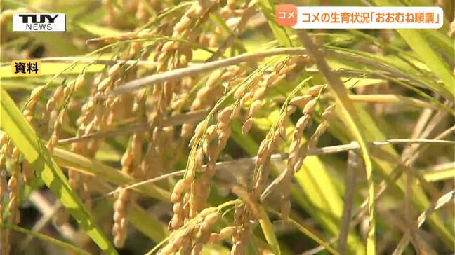 コメの生育状況は「おおむね順調」も「胴割れ」に注意 (山形)|TBS NEWS DIG