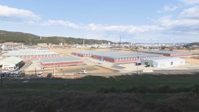 最新鋭のキク栽培施設が大分市に完成 総工費10億円、年間240万本の出荷目指す|TBS NEWS DIG