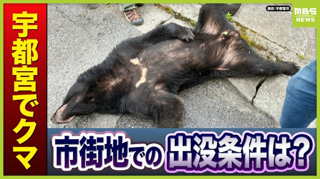 市街地でクマに遭遇したら「鈴鳴らす」「大声」はNG！刺激せず「静かに退避」を　宇都宮市の住宅街にクマ「6・7月は交尾期。メスを求めて行動する中で“迷い込んだ”のでは」【専門家取材】|TBS NEWS DIG