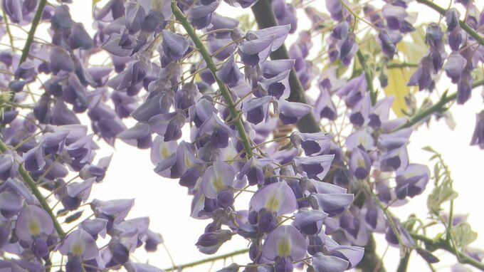 頭上に広がる“可憐な紫の花”…樹齢210年のフジの花が見ごろに|TBS NEWS DIG