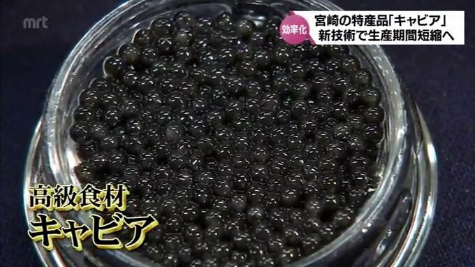生産までの期間を短く　宮崎県産キャビアの追い風となるか　チョウザメの生育を早める技術が誕生　　|　MRTニュース ｜ ＭＲＴ宮崎放送