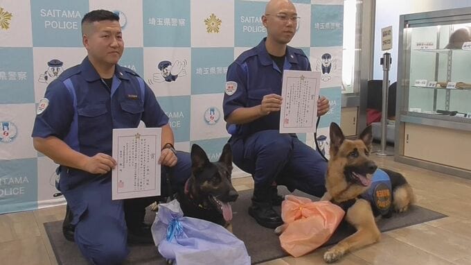 においだけで強盗事件犯人の家を特定　お手柄警察犬2頭に感謝状と好物のビーフジャーキー贈られる　指導士は「信頼置いてる仲間、相棒」と喜び　埼玉県警|TBS NEWS DIG