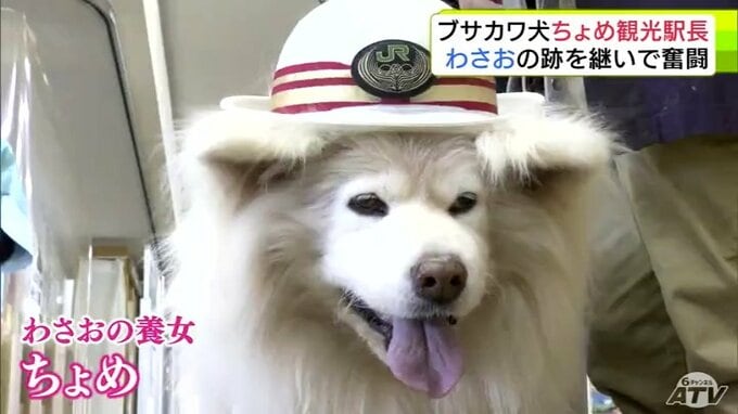 ちょめ観光駅長　2026年もふんわり・かわいらしく初仕事　“ブサカワ犬”として人気集めた秋田犬「わさお」の養女「ちょめ」　JR鰺ケ沢駅の観光駅長として活躍　青森県鯵ヶ沢町|TBS NEWS DIG