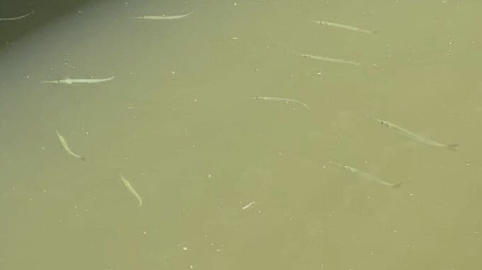 街ナカを流れる川に「サヨリ」の大群現れる…数十匹が群れて泳ぐ様子を目撃　「スズキ」釣る人も　|　BSSニュース | BSS山陰放送