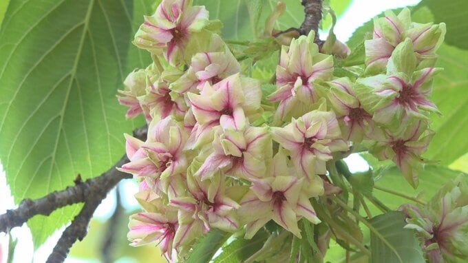 黄緑色の花のサクラ「御衣黄」が満開　国宝の仏殿がある清白寺　山梨市|TBS NEWS DIG