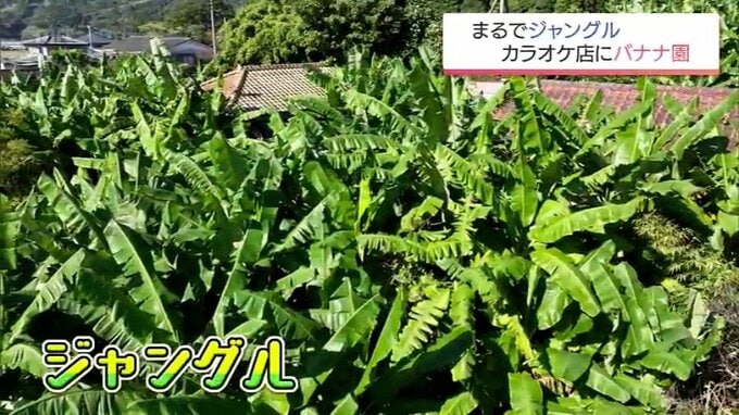 まるでジャングル･･･カラオケ店にバナナ5万本！1本の苗木から50年かけ繁殖させた男性の思い【MRTニュース2025年を振り返る】　|　MRTニュース ｜ ＭＲＴ宮崎放送