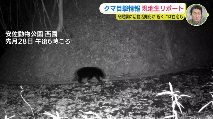 安佐動物公園内に野生のクマ　監視カメラがとらえる　冬眠前に活動活発化か　近くには住宅も　|　RCC NEWS | 広島ニュース | RCC中国放送