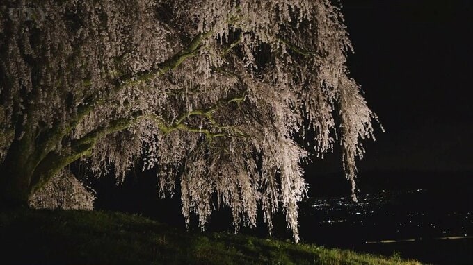 乙ヶ妻のシダレザクラ見頃　ライトアップは15日まで　山梨市牧丘町|TBS NEWS DIG