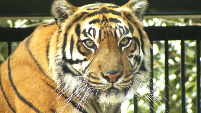 国内最高齢のスマトラトラ「カリ」19歳で死ぬ　人間でいうと100歳近い“おばあちゃん”「最後まで一生懸命、生きようと…」誕生日翌朝に天国へ旅立つ　|　高知のニュース・天気｜KUTV NEWS | KUTVテレビ高知