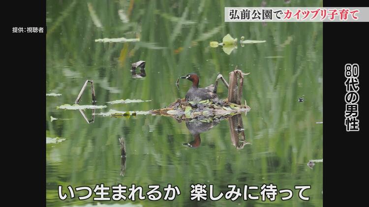 野鳥の宝庫”でもある桜の名所「弘前公園」に水鳥「カイツブリ」の親子