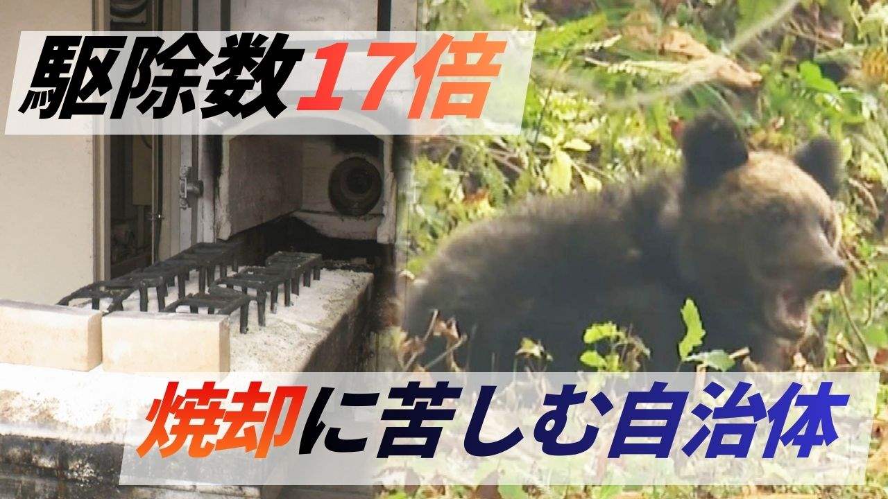 ヒグマ】焼却施設が限界 駆除数17倍で処理に追われる自治体が疲弊 1頭