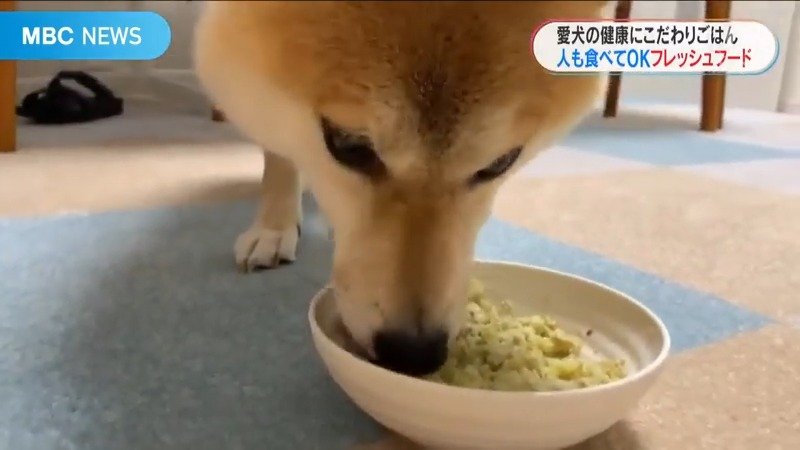 愛犬の健康にこだわりごはん 人も食べられる品質 犬の約４割かかる 腎臓病 向けのフードも Tbs News Dig