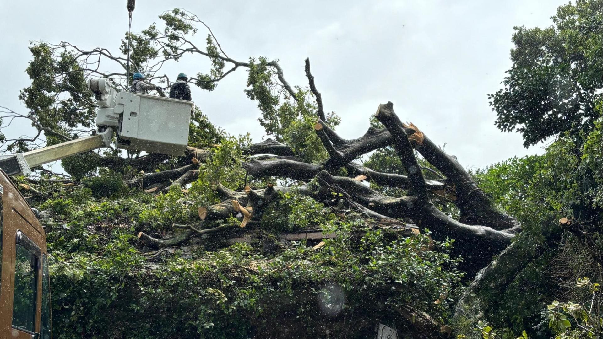 高さ10メートルの巨木が民家の上に 電柱も一緒に倒れる 台風被害・長崎