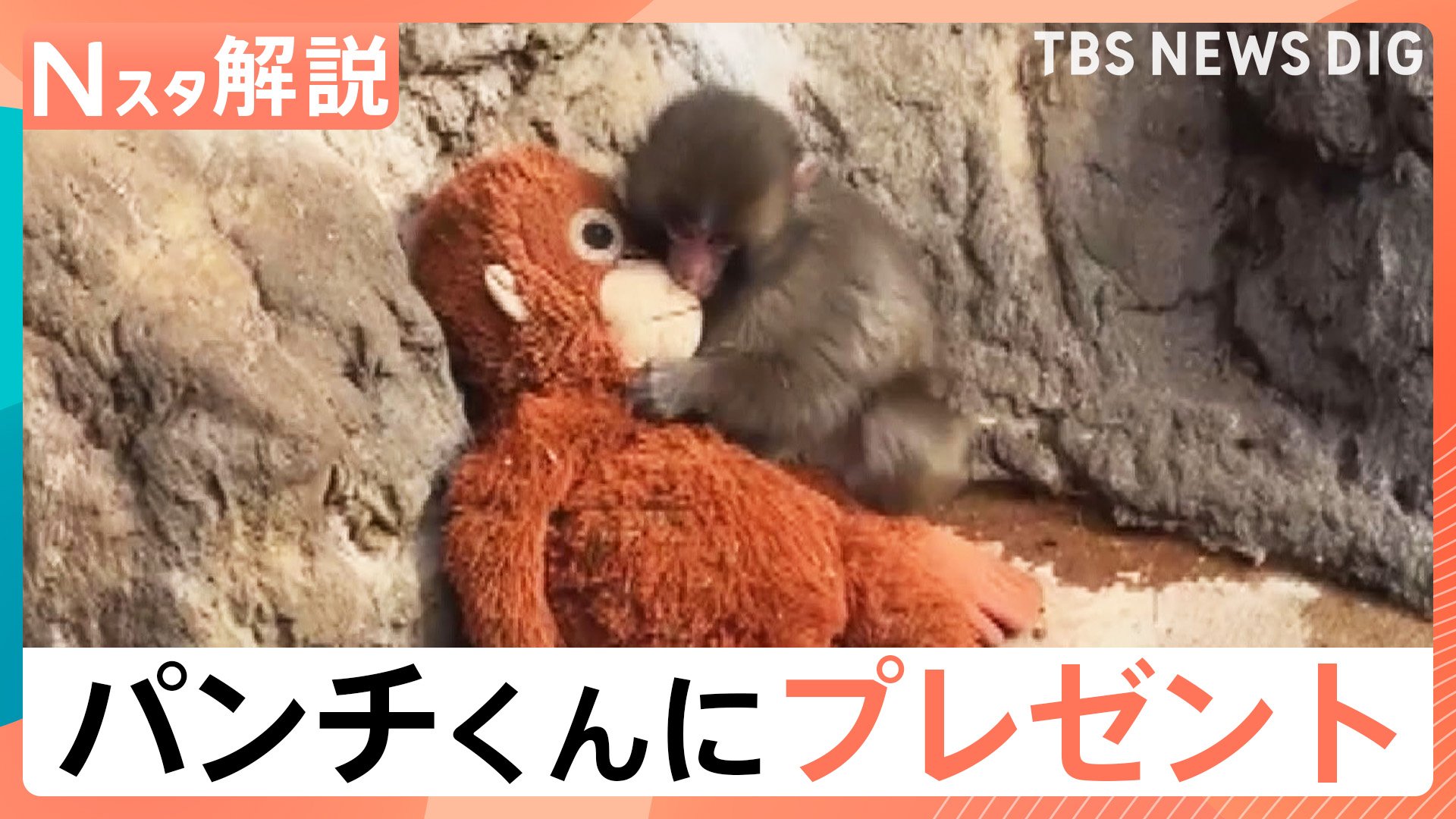 オスの赤ちゃんザル「パンチくん」に新しいお母さん？IKEAジャパンが