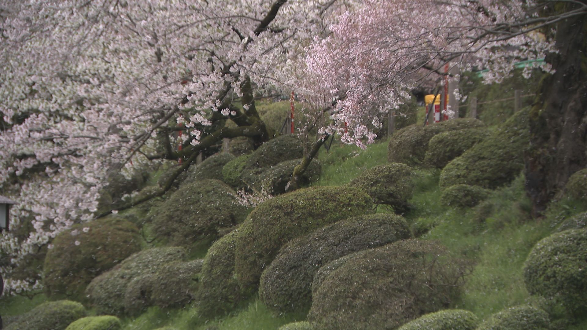 桜流し”の雨でピンク色の絨毯広がる あいにくの空模様も観光客が散り