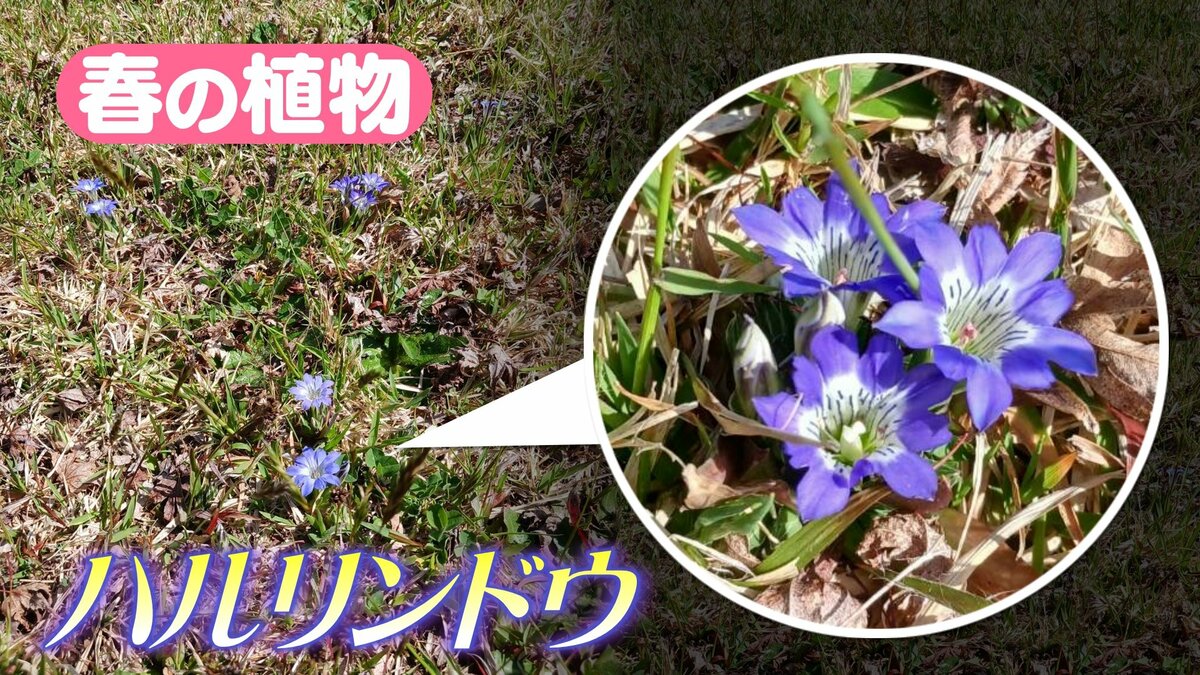 晴れると開く春の花 ハルリンドウ | TBS NEWS DIG