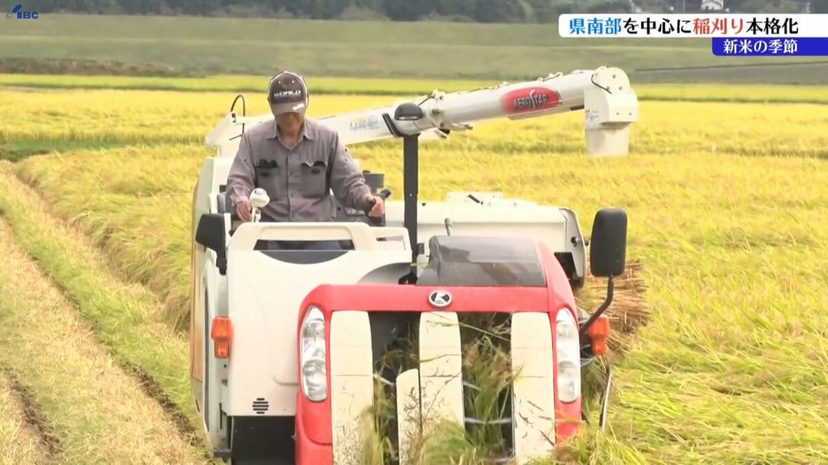 【R7年10月2日刈取り】無農薬稲わら 【有機栽培約14kg】岩手県一関市発 岩手県南部で稲刈り作業が本格化 岩手・一関市 | IBC NEWS | IBC岩手