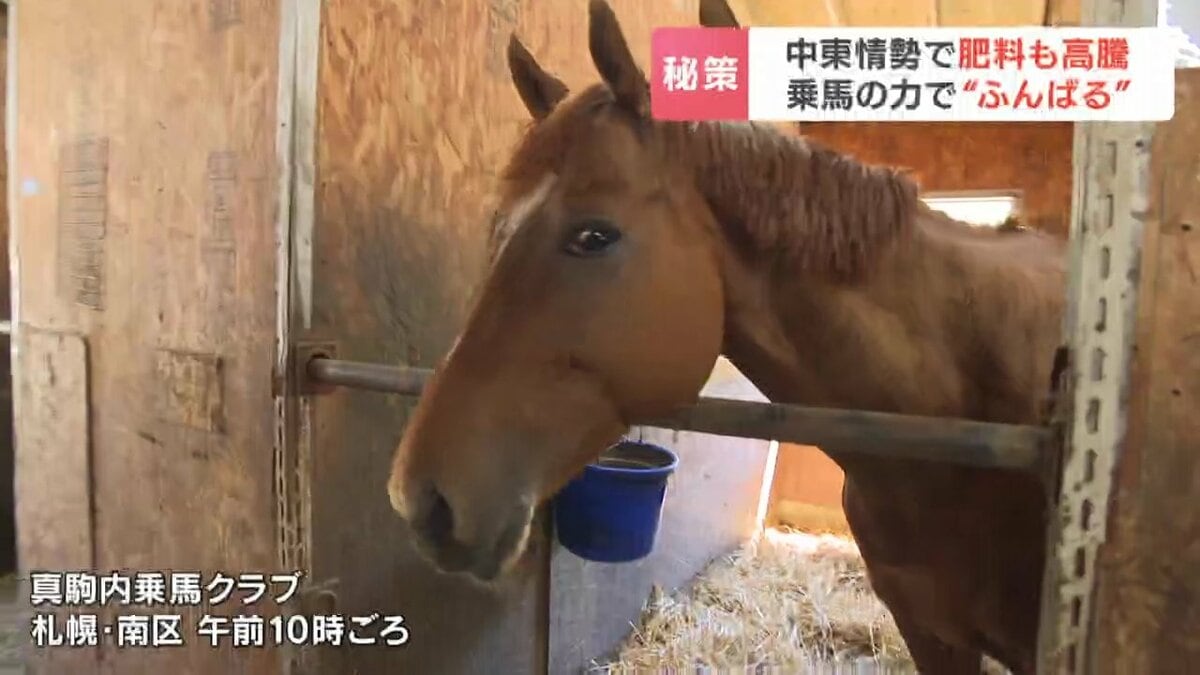 化学肥料 大幅値上げで“馬ふん”が救世主？乗馬クラブが毎日600キロ出る
