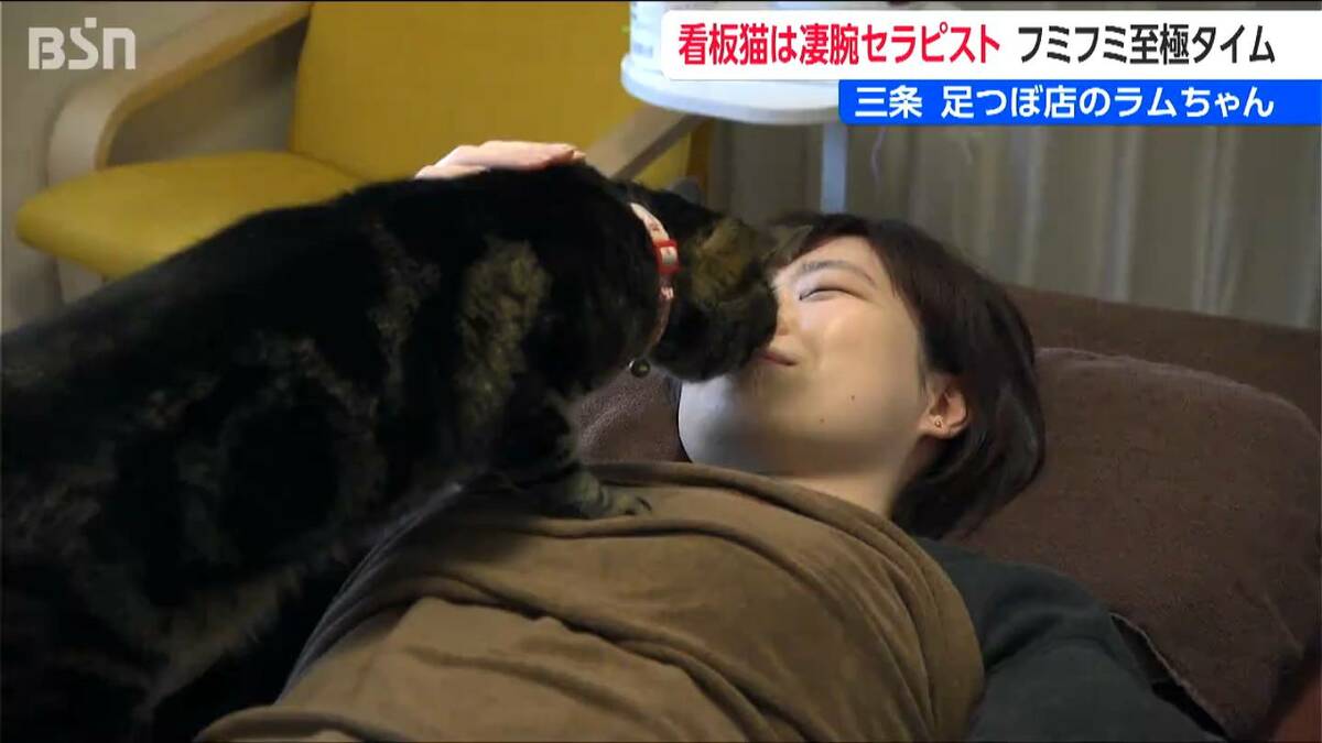 サムネイル_足つぼ店の看板猫は “凄腕セラピスト” ラムちゃんのフミフミは至極タイム 新潟・三条市