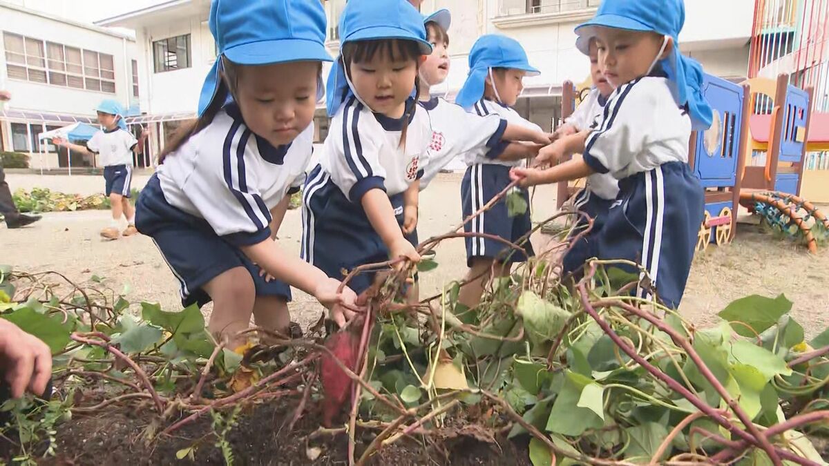 幼稚園児が芋掘り体験　「おいもとったよ～」歓声響く　大分