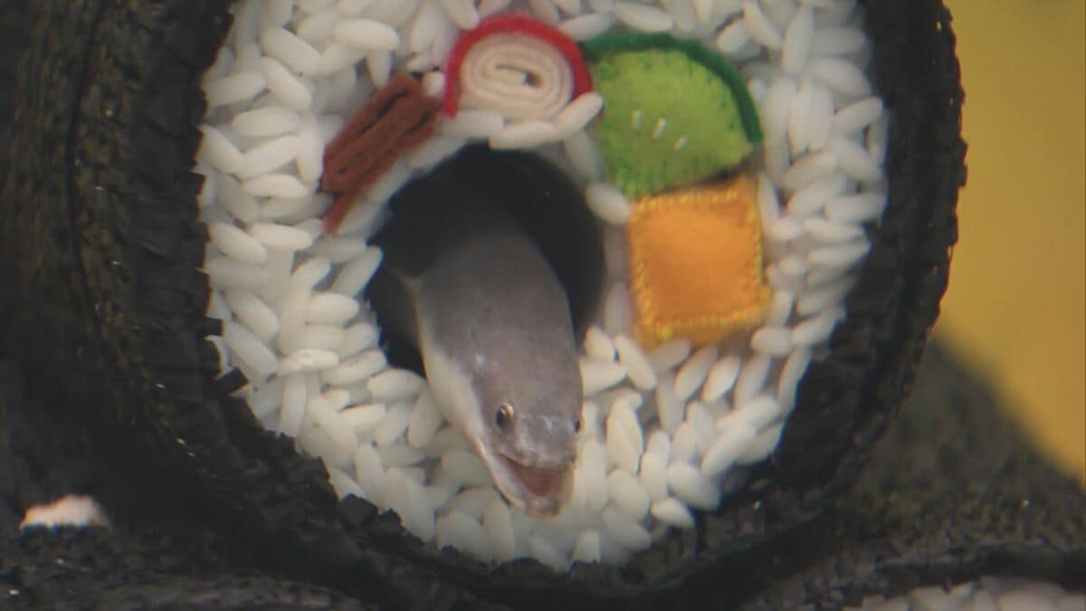 “恵方巻”の中でウナギが動いた！丸かぶりは出来ません…岐阜・各務原市の水族館「アクア・トト ぎふ」で人気の展示