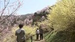 「花がいっぱい」福島の桃源郷・花見山は百花繚乱　観光客でにぎわう　|　福島のニュース│TUF