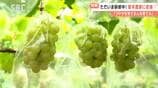 「ブドウ団地」と呼ばれる広大な畑…合言葉は「ブドウを育てる人を育てる」長野県生坂村で行われている「独自の研修制度」とは?若手ブドウ農家たちの挑戦 | SBC NEWS | 長野のニュース | SBC信越放送