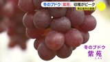 これから旬の「冬のブドウ」 1房1万6000円超えの贈答用も　広島･東広島市の農園　|　RCC NEWS | 広島ニュース | RCC中国放送