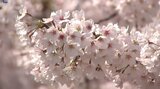 盛岡市の名所、盛岡城跡公園のサクラ満開 大勢の花見客でにぎわう 岩手|TBS NEWS DIG