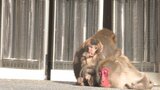 高崎山のサルに暖かい贈り物 「おさるの団暖ヒーター」がエサ場に登場 大分 | 大分のニュース|OBS NEWS|大分放送