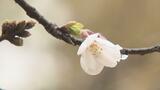開花促す恵みの雨に 松山・道後公園でもサクラの開花進む 17日は2輪咲いていました！|TBS NEWS DIG