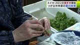 特産の“夏の味覚”スイカ・メロンの生産に向けて『接ぎ木』作業はじまる「食卓に喜んで並べてくれるようなおいしいスイカ・メロンになれば」 青森県つがる市 | 青森のニュース│ATV NEWS│青森テレビ