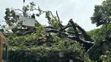 高さ10メートルの巨木が民家の上に 電柱も一緒に倒れる 台風被害・長崎県佐世保市 | 長崎のニュース | 天気 | NBC長崎放送