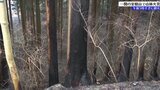 「山に煙が見える」 一関市室根町で山林火災 午後5時すぎに鎮火|TBS NEWS DIG