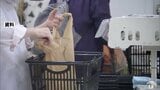 【詳報】「結構高い…でも食べないと」「我慢する部分もある」秋もまた値上げラッシュ…　9月の食品値上げは2026年で最多の4923品目に　単月での4000品目超は2025年4月以来の1年5か月ぶり　|　青森のニュース│ATV NEWS│青森テレビ