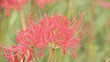 「秋が来たなって感じ」鮮やかな大輪の花ヒガンバナ見頃 10年前ボランティア団体が植える 甲州市・塩山ふれあいの森 | 山梨のニュース | UTYテレビ山梨
